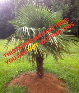 Windmill Palm Live Cold Hardy Trachycarpus Fortunei -3 Seedlings-2 Y.O.+20 Seeds - Picture 1 of 3