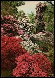 Savill Garden Windsor Great Park Berkshire Jarrold Postcard - Picture 1 of 2