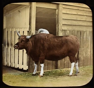 ANTIQUE Magic Lantern Slide ZOO LECTURE NO29 GAYAL C1888 VICTORIAN PHOTO - Picture 1 of 2