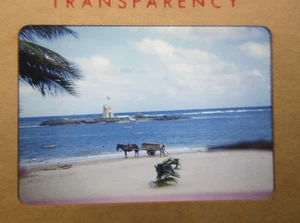 1950s Tropical Island Coastline Mule Native Islander 35mm Slide Kodachrome - Picture 1 of 3