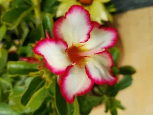 Wüstenrose - adenium obesum - Pflanze - 6 Jahre (Bild 3) - Bild 1 von 3