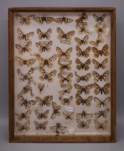Älterer Schaukasten mit 47 Schmetterlingen - Phoebus Montsanulus - Wagner Friaul - Bild 1 von 7