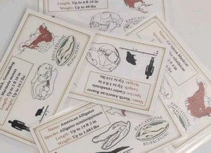 Skull Information Cards - Various Species - Made and Drawn In-House - Laminated - Picture 1 of 18