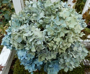10 getrocknete Hortensien Blumen hellblau, grün + creme DIY Hochzeit rustikal Bauernhaus - Bild 1 von 1