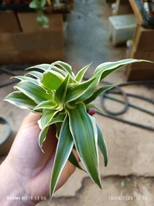 1 Planta MINI Ø5 de Chlorophytum Cintas Mala madre planta - Imagen 1 de 3