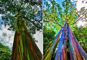 500 Viable seeds - Eucalyptus deglupta (Rainbow Eucalyptus - Beautiful rare tree