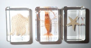 Jellyfish & Starfish & Shrimp Specimen Set 3 Resin Block Teaching Aid TE1S3 - Picture 1 of 11