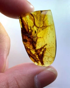 Burmese fossil burmite Cretaceous amber insect feather fossil amber Myanmar - Picture 1 of 8