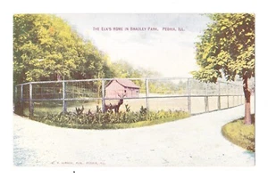 Antique "The Elks Home" In Bradley Park Peoria,  IL.  Postcard Stamp W No Cancel - Picture 1 of 2