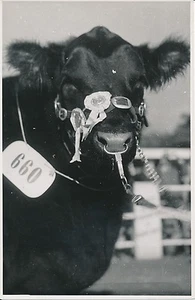ARGENTINE c. 1952 - Concours Agricole Vaches, Chevaux, Boeufs  - P731 - Picture 1 of 2