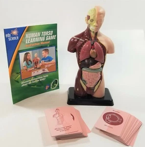 Edu Science Human Body Torso Learning Game Anatomy A12 SP - Picture 1 of 8