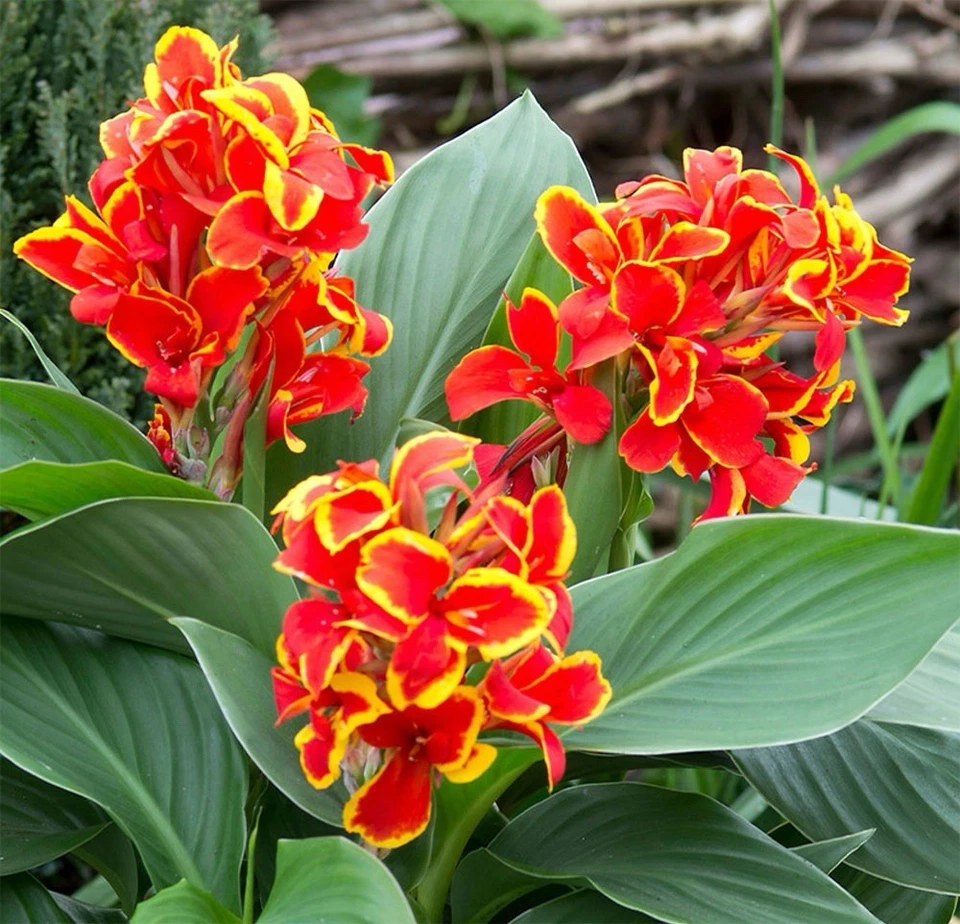 1 CANNA CANNOVA RED GOLDEN FLAME Live Plant - Image 1 of 1