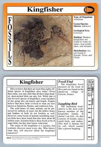 Kingfisher #14.12 - Fossils - Treasures Of The Earth Grolier Card - Picture 1 of 1