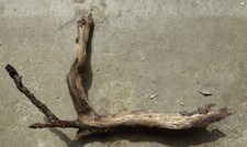 Large Manzanita Driftwood aquarium terrarium aquascape crafts