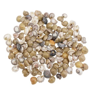 200-pack Bulk Tiny Snail Shells For Crafts Beach Wedding Art Decoration 2-10 mm - Picture 1 of 5