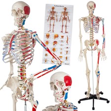 UIGJIOG Anatomisches Modell des Menschlichen Muskels 80 cm Skelett