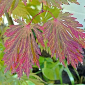 7 Seeds Of Acer Japonicum Aconitifolium, Japanese Maple With Aconite Leaves - Picture 1 of 2
