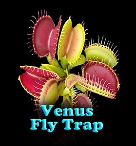 Venus Fly Trap - Dionaea muscipula Carnivorous Plant - Picture 1 of 3