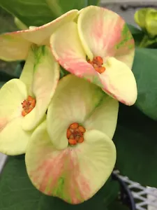 THAI HYBRID CROWN OF THORNS CHLOE ROOTED CUTTING - Picture 1 of 3