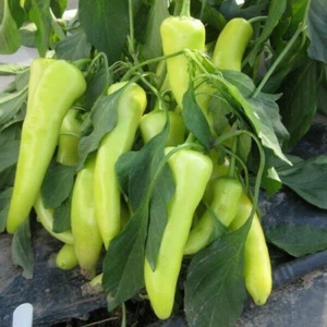 Paprika Samen Sehr alte Sorte soroksari ungarische Sorte 30+ Samen - Bild 1 von 1