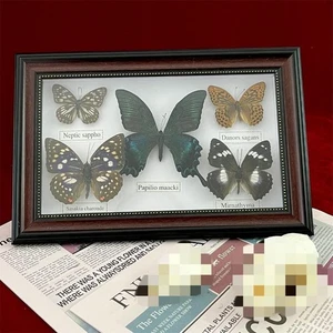 Schöner gerahmter Schmetterling Wanddeko Taxidermie Sammlerstücke Entomologie Exemplar - Bild 1 von 1