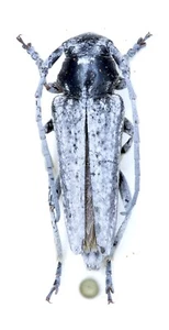 Cerambycidae, Phytoecia (Pseudocoptose) cinerascens, KASACHSTAN, männlich - Bild 1 von 1