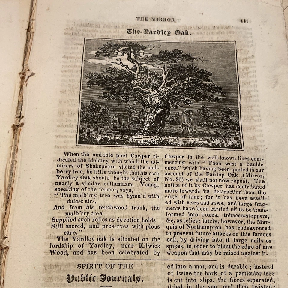Antique Print 1823 - The YARDLEY Oak Near Kilwick Wood - Made Famous By Cowper - image 1 of 1