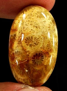 Piedra envolvente de alambre cabujón piedras preciosas sueltas coral fósil natural 27,80 quilates - 20805 - Imagen 1 de 2