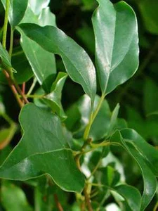 Pianta di Camphora Canfora Cespuglio arredo giardino vaso 7 cm - Canfora