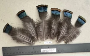 Six 4"/5" Ocellated Turkey Blue Flats Feathers Lot-SF 264 - Picture 1 of 3