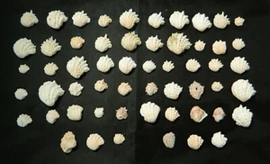 Florida Spiny Jewel Box 56 pcs Right Hand Sanibel Island 1/2" to 1" Crafts Beach - Picture 1 of 12