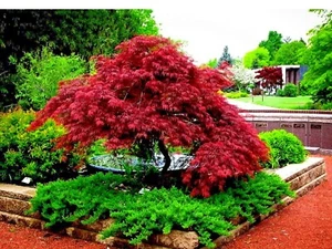 Japanese Red Maple Tree Seeds Rare Plant for home Landscape or Bonsai - Picture 1 of 10