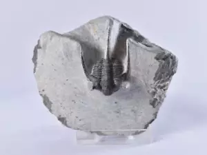 Trilobite Fossil Cyphaspis (Otarion) Spiny Trilobite - Atlas Mountains Morocco - Picture 1 of 8