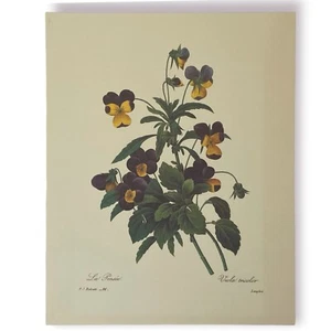 P.J. Redoute - Impresión de arte botánico de colección La Pensée Viola tricolor #60 8 1/2” x 11” - Imagen 1 de 1