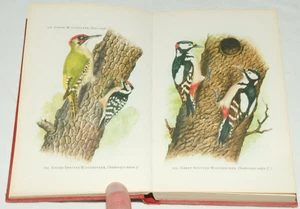 Bruce Campbell – Birds In Colour Hardback Book Fourth Edition 1974 - Picture 1 of 13