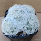 A9363 Mammillaria Plumosa Pot7-H5-W9 Cm Mama Cactus