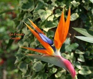 Strelitzia reginae, Paradiesvogelblume, Kübelpflanze, Strelitzie, 30 Samen - Bild 1 von 6