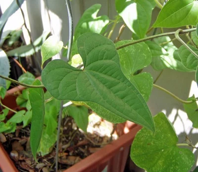 Dioscorea batatas | Cinnamon Vine | Chinese Yam | 5 Bulbettes - Image 1 of 4