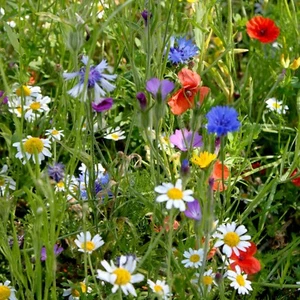 Suttons Colourful Annuals Flower Mix Seed for Pollinators Approx 1000 Seeds - Picture 1 of 2