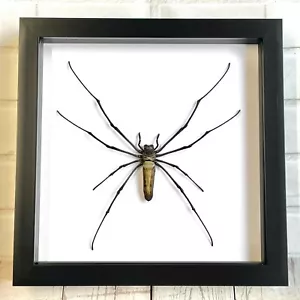 Giant Golden Orbweaver Spider (Nephila pilipes) Deep Shadow Frame Display Bug - Foto 1 di 2
