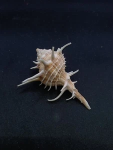 Tudicula armigera Sea shell. 75mm operculum home decor beach #12887 - Picture 1 of 4