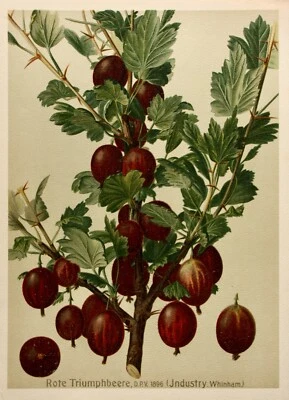 Stachelbeere Rote Triumphbeere, Litho aus J. Müller "Deutschlands Obstsorten" - Bild 1 von 4