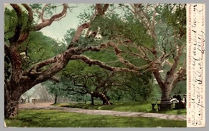 The Oaks University California Berkeley CA UDB Antique c1903 Postcard - Picture 1 of 2