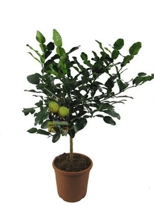 Kaffir-Limette - Kaffir Limette - Kaffir Limettenbaum ca. 70cm hoch - Bild 1 von 1