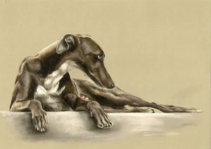 WINDHUND * Galgo Greyhound Whippet *** LEVRIER LIMITED PRINT # 33 - Bild 1 von 1