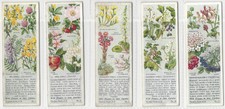 Ty-phoo Tea: Wild Flowers in their Families (Series 1) 1935 - 5 Different Cards