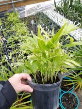 Chamaedorea Tepejilote palm tree FREE SHIPPING ON 2nd+ Plants!!