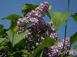 Flieder Wildflieder Syringa vulgaris 40 - 60 cm im 3 Liter Container - Bild 1 von 3