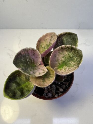 African Violet - Pink Sunburst Live Plant