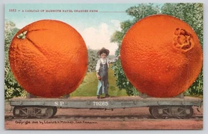 Postcard Exaggeration Carload of Mammoth Navel Oranges - Picture 1 of 2